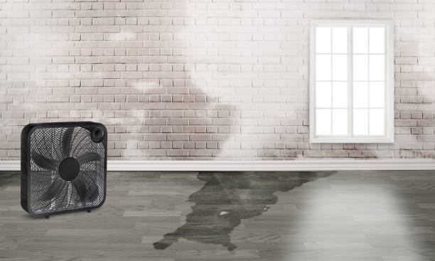 Best Water damage cleanup near me  in Visalia, CA